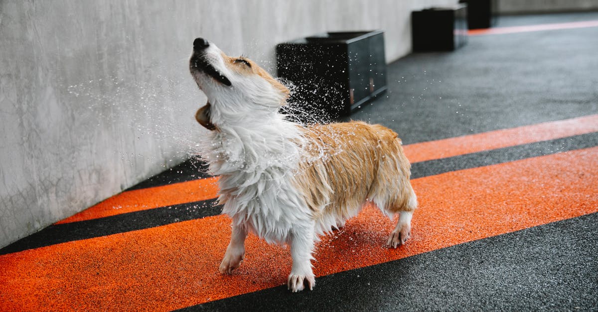 Brown line in back of shrimp - Small purebred dog with wet coat shaking off splashing aqua on walkway with marking lines