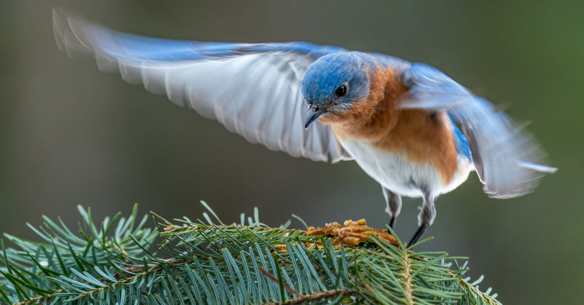 Brown pods from tree like Carob okay to eat raw? [closed] - Colorful male specie of eastern bluebird starting flight