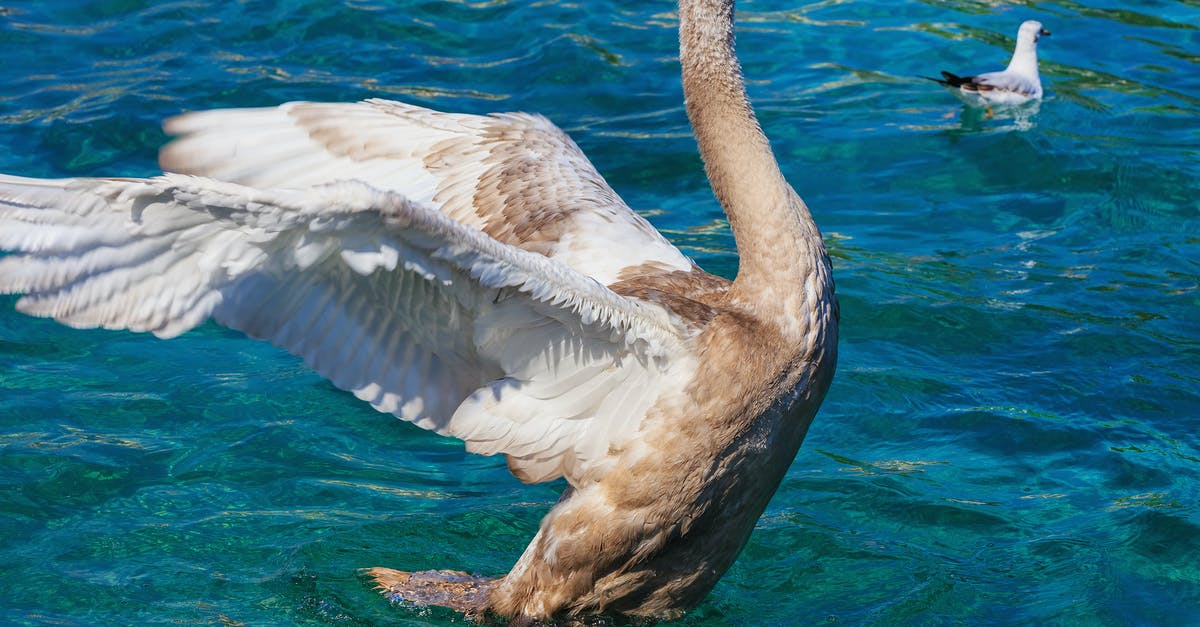 Brown rice aricini but always end up with too much water - Brown and White Goose on Clear Water