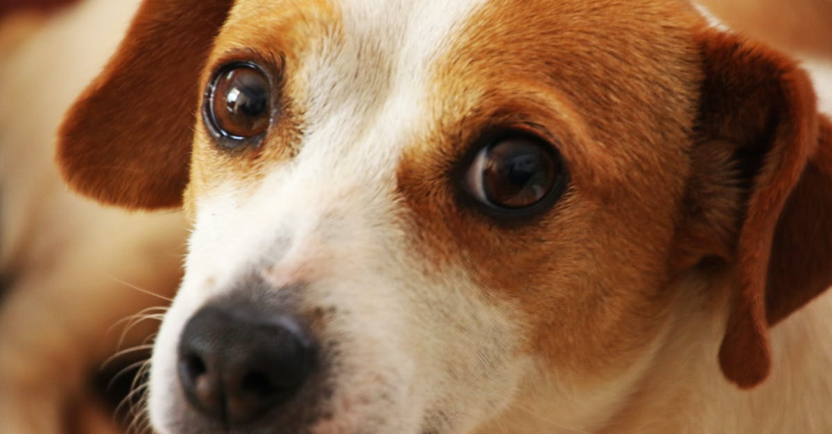 Brown streaking in cooked idli, from white looking batter - what gives? - Close Up Photo of Short-coated Brown and White Dog