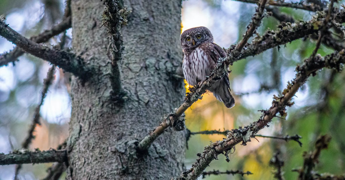 Brown streaking in cooked idli, from white looking batter - what gives? - Pygmy Owl Perched on Tree Branch