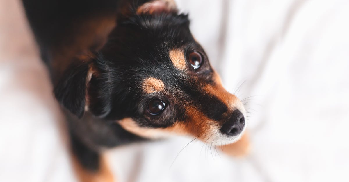 Brown streaking in cooked idli, from white looking batter - what gives? - Adorable puppy of dachshund dog breed