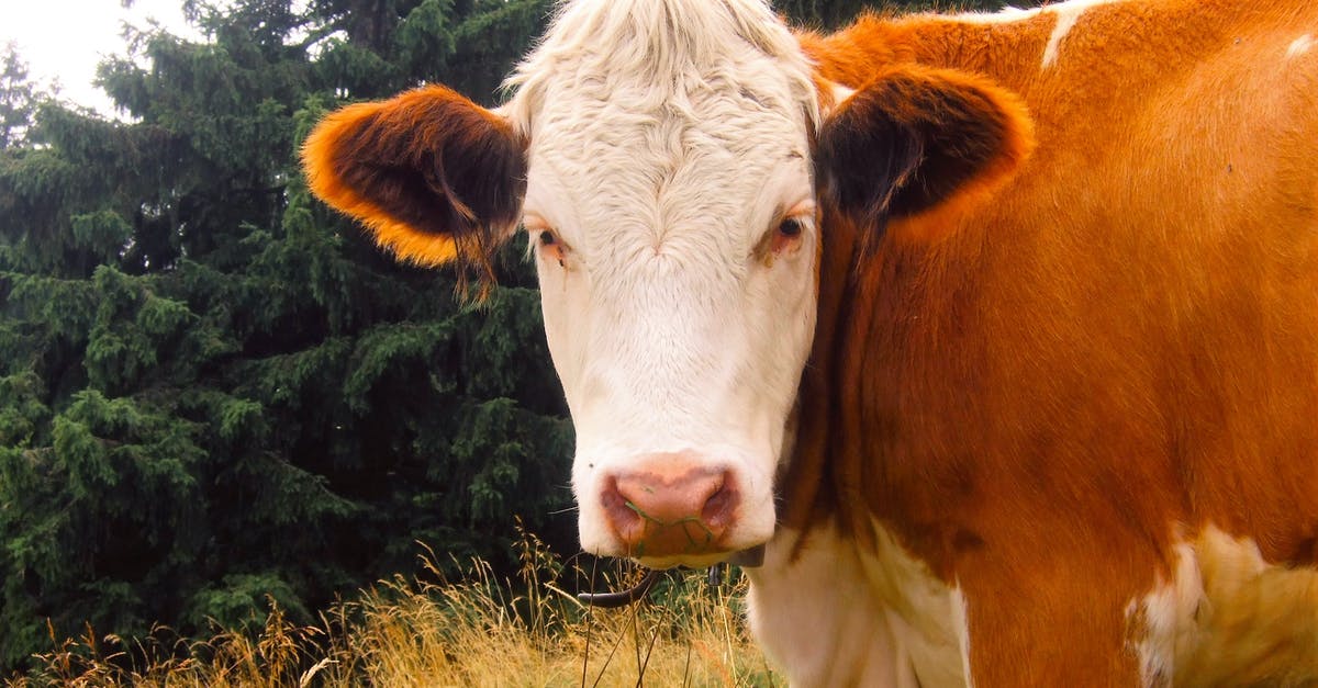 Browning beef for beef stew? - Brown and White Cow