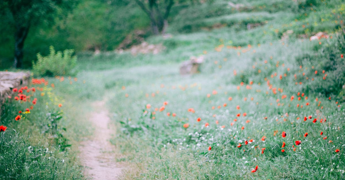 Buckwheat groats have grassy smell? - Narrow path among grassy glade with small red flowers growing in forest in nature on summer day with blurred background