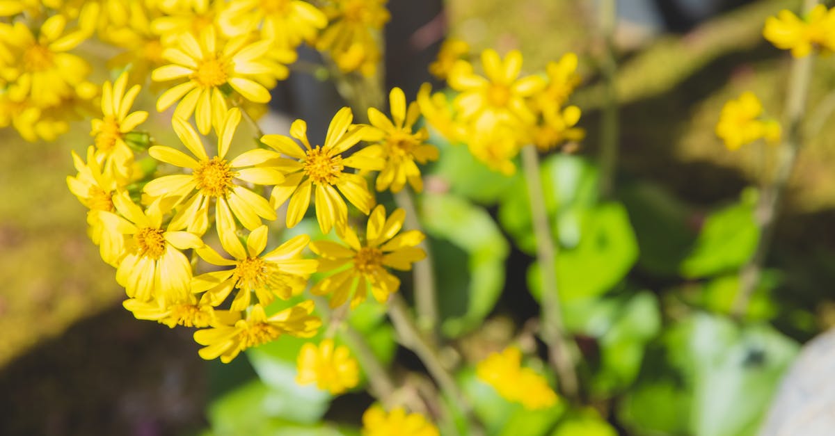 Buckwheat groats have grassy smell? - High angle of blossoming yellow wildflowers growing in green field near plants and grass in sunny summer day