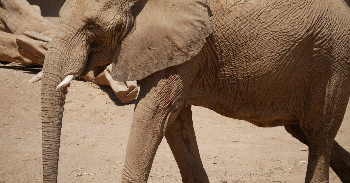 Burners too big on cooktop - Brown Elephant Walking on Brown Sand