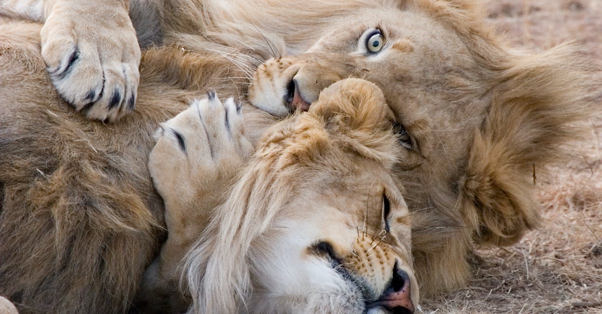 Burners too big on cooktop - Two Brown Lions Lying on Grass