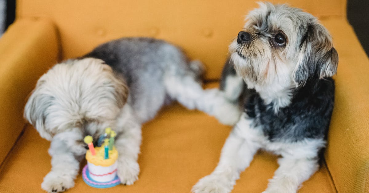 cake smells bad of egg, is dense and rubbery - Attentive purebred puppies lying on armchair with plush cake