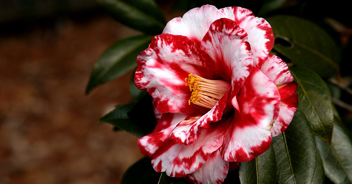 Camellia sinensis var. assamica in Yunnan? - Close-up Photo of a Camellia Flower in Bloom