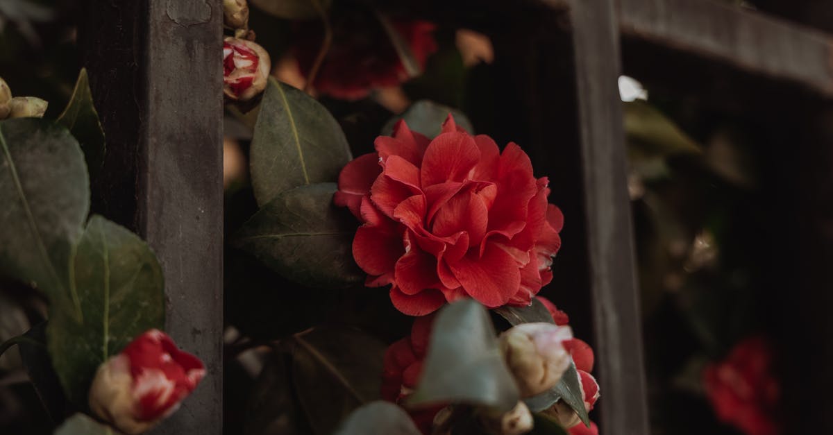 Camellia sinensis var. assamica in Yunnan? - Close-Up Shot of Red Flower