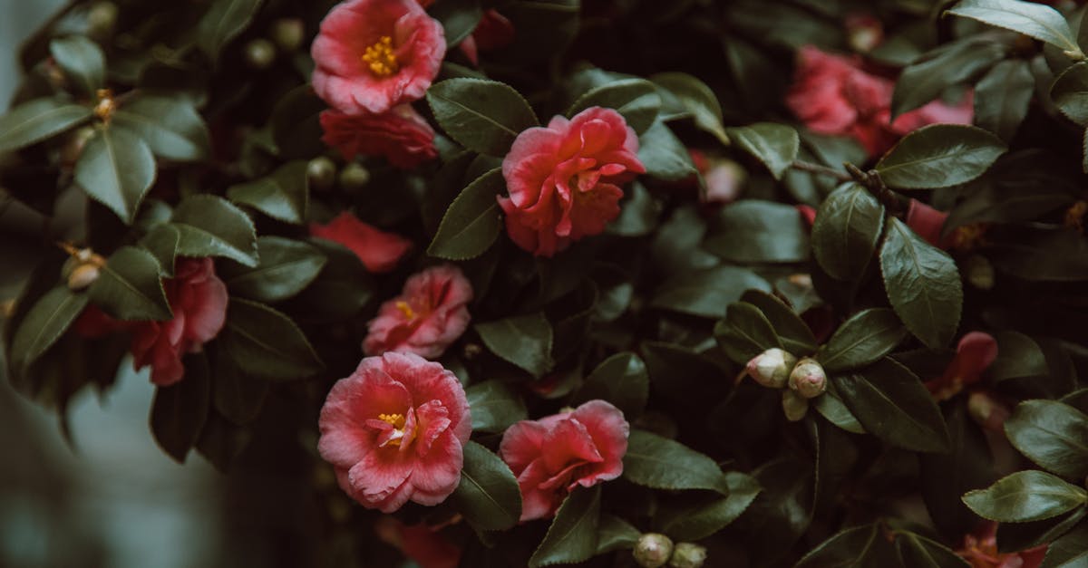 Camellia sinensis var. assamica in Yunnan? - Fully Bloomed Flowers With Green Leaves