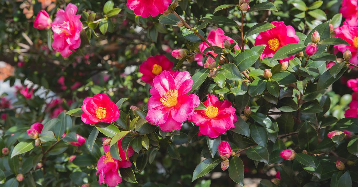 Camellia sinensis var. assamica in Yunnan? - Abundance of tender camellia flowers with pink petals and green leaves growing on branches of blooming bush in sunny park