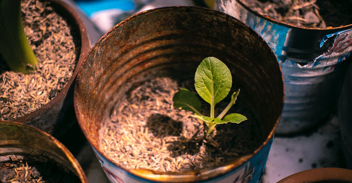 can a crock pot go bad? - Small green plant growing in metal can