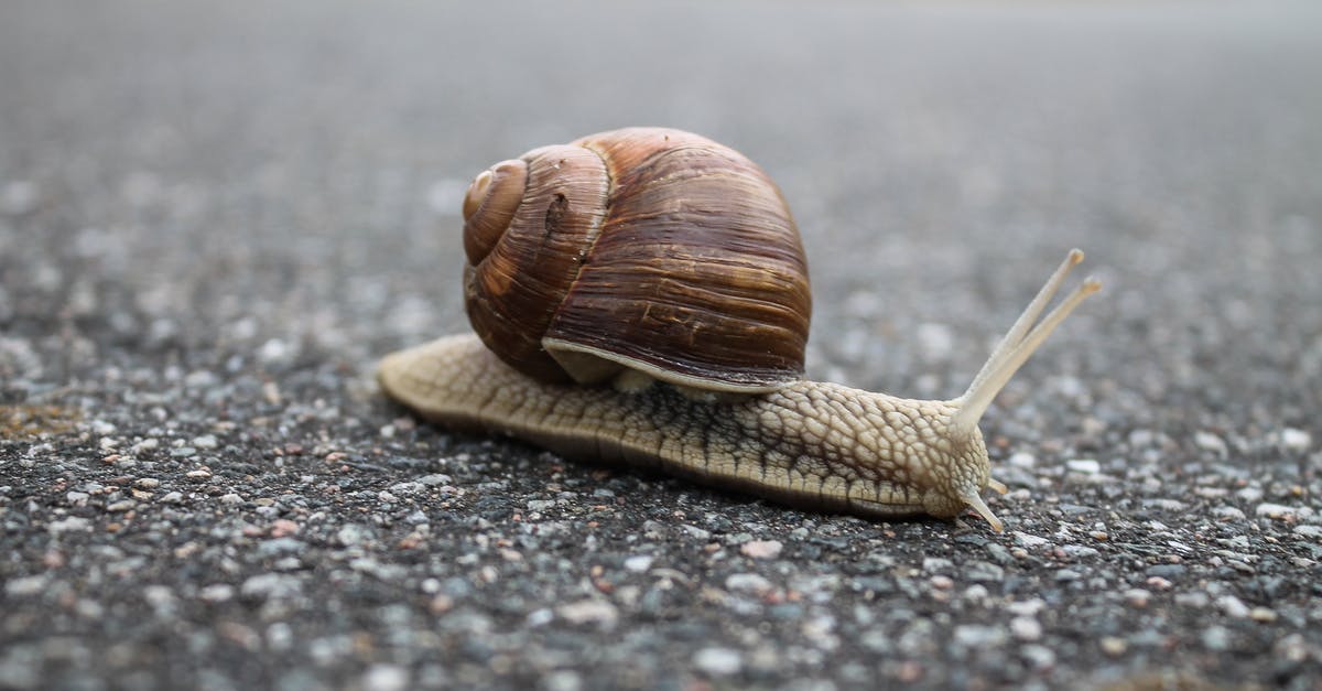 Can a slow cooker meatloaf get a browned crust? - Close-up of Snail on Ground