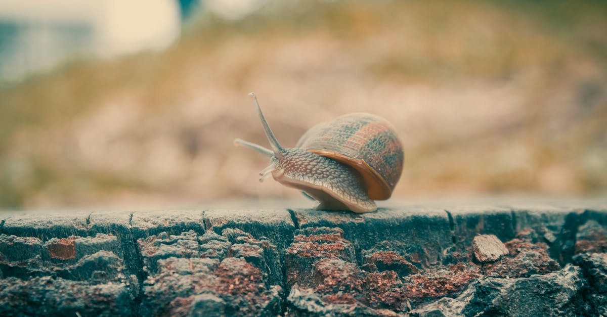 Can a slow cooker meatloaf get a browned crust? - Brown Snail on Gray Concrete Surface