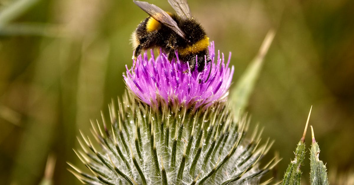 Can agave nectar be substituted for honey in baking? - Bumblebee on Purple Flower in Macro Photography