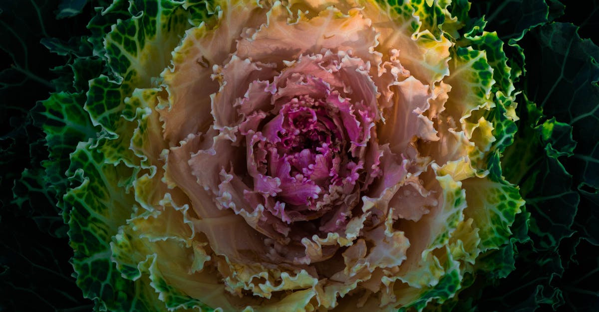 Can cabbage leaf (stalk leaf not the outer leaf) be eaten? - HD Photography Of Flowering Cabbage