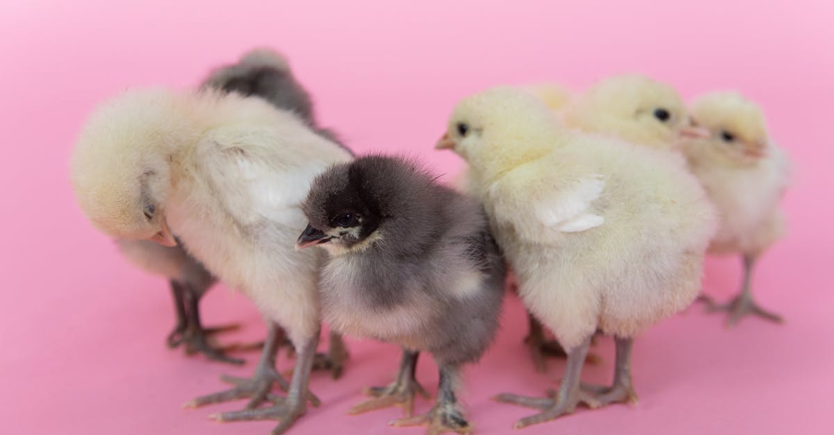 Can defrosting chicken make it slimy? - White Chick on Pink Textile