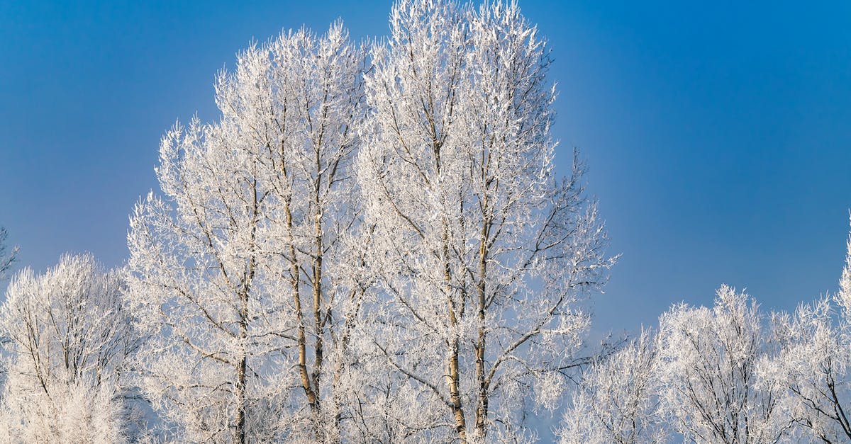 Can fondant be frozen before covering the cake? - Frost Branches of Birch Trees During Winter