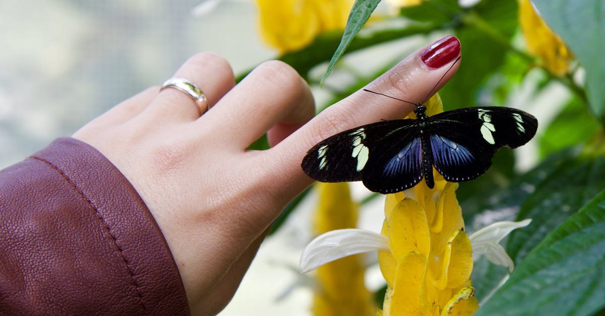 Can gelatin change color of butterfly pea tea? - Black Longwing Butterfly on Person Finger