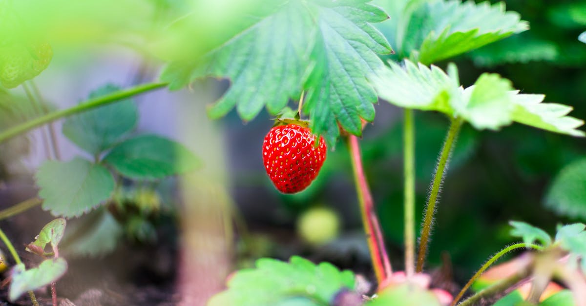 Can I eat Chia leaves? - Selective Focus Photography of Red Strawberry Fruit