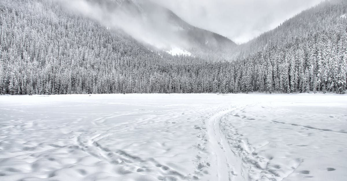 Can I freeze egg whites? - Snow-covered Forest Field