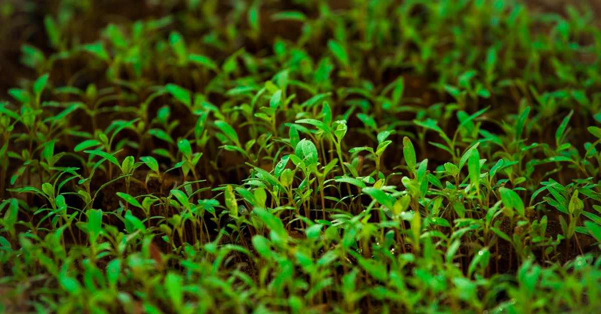 Can I grow Mung lentil sprouts to leaves? - Green Grass in Tilt Shift Lens Photography