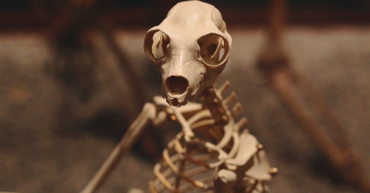 Can I make bone broth with bones without marrow? - Shallow Focus of White Skeleton Figurine