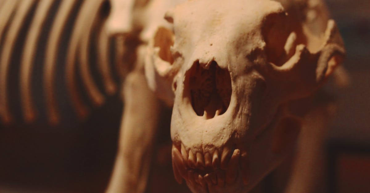 Can I make bone broth with bones without marrow? - Close-Up View of Skeleton Model