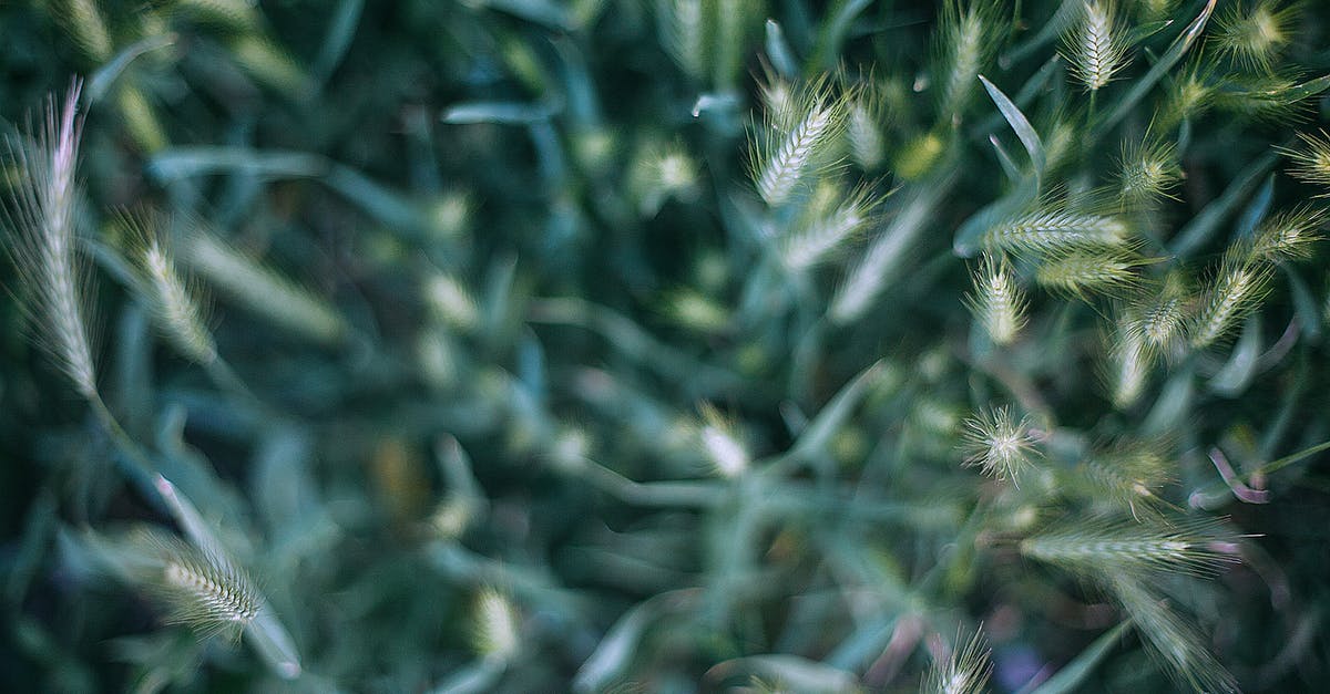 Can I put other vegetables in a manual wheat grass juicer? - Green cereal growing in field