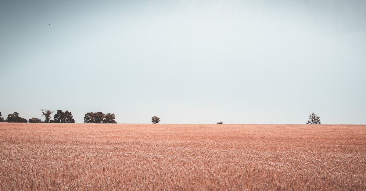 Can I put other vegetables in a manual wheat grass juicer? - Field of wheat with green trees