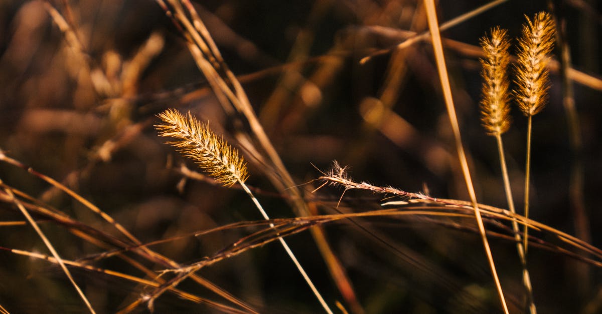 Can I put other vegetables in a manual wheat grass juicer? - Dry wheat spikes on thin stems growing in agricultural plantation under bright sunlight