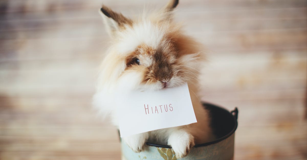 Can I Sear Sous-Vide Rib Eye Under Infrared Broiler? - Selective Focus Photo of Guinea Pig Holding Card