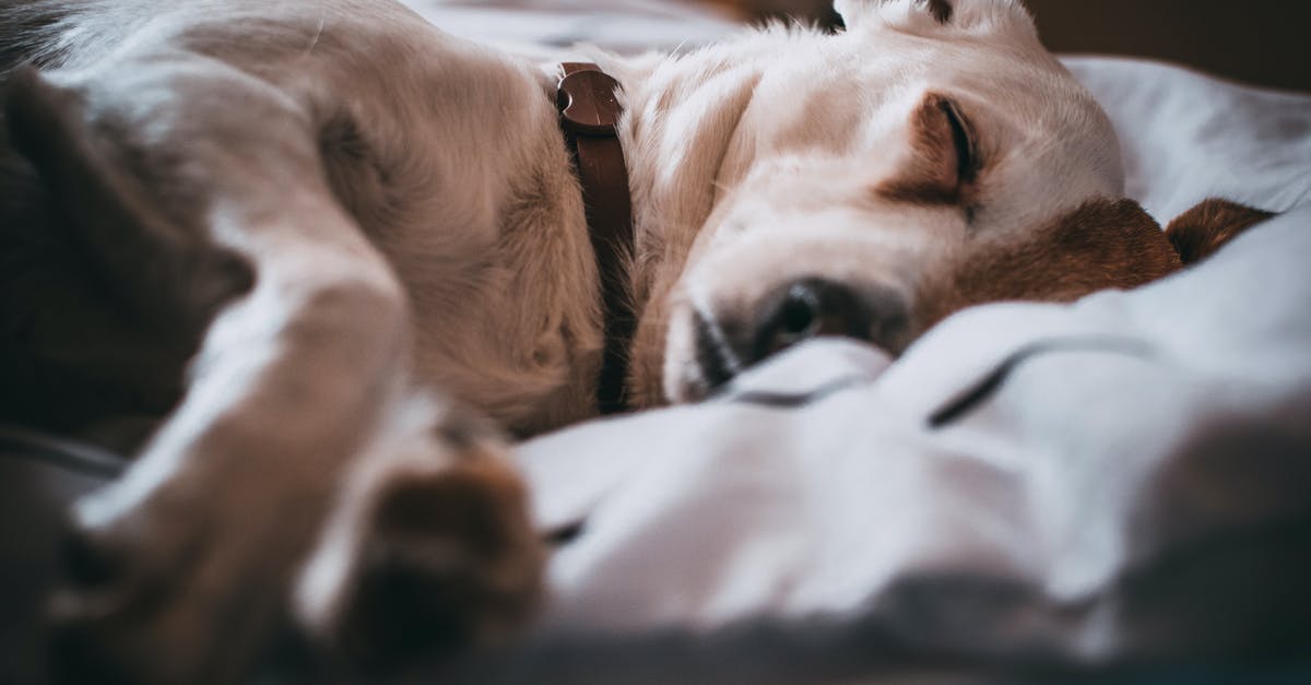 Can I selectively breed my sourdough starter? - Close-Up Photo of Sleeping Dog