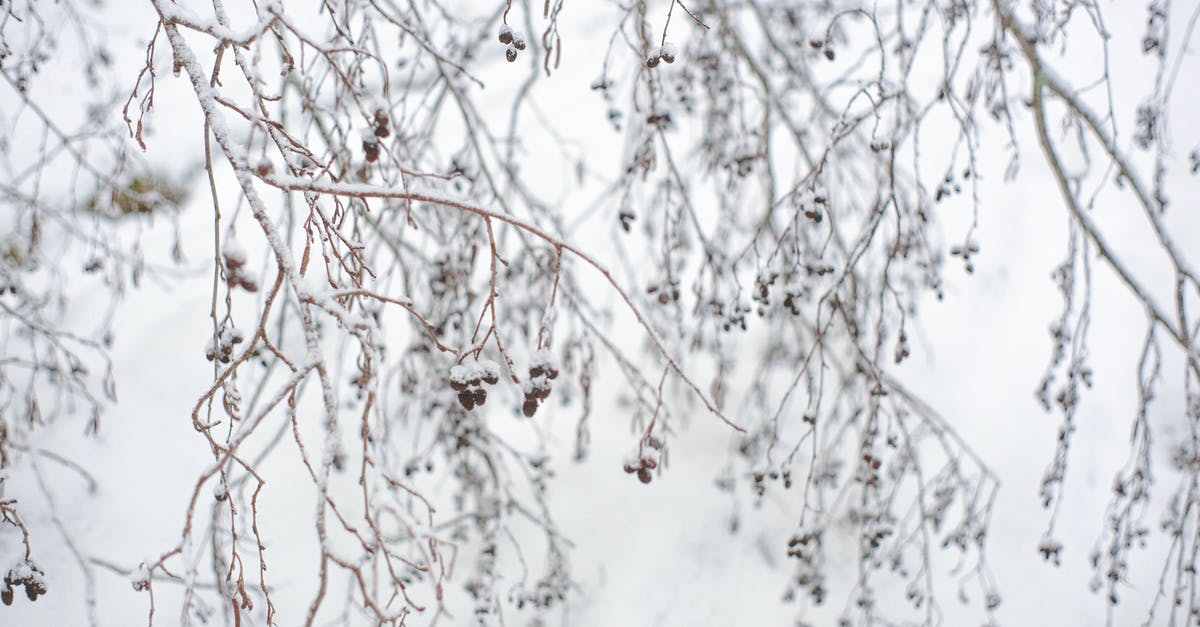 Can I substitute dehydrated veggies for freeze dried in recipes? - Dry twigs of shrub covered with snow in winter