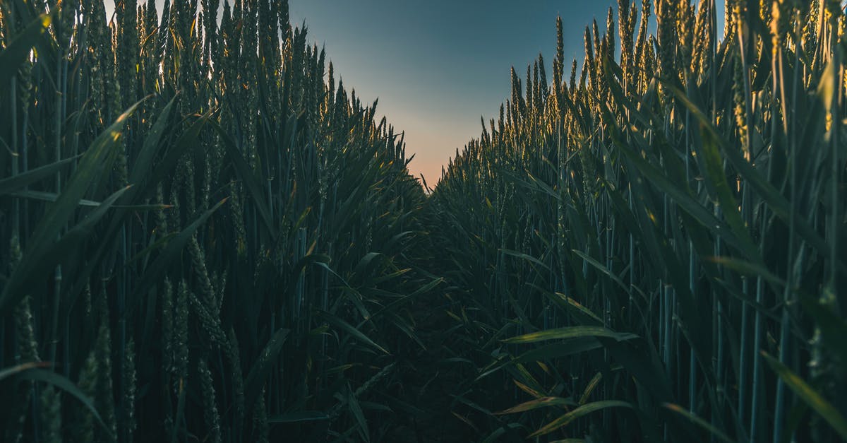 Can I substitute Fenugreek seeds for leaves? - Photo of Corn Field