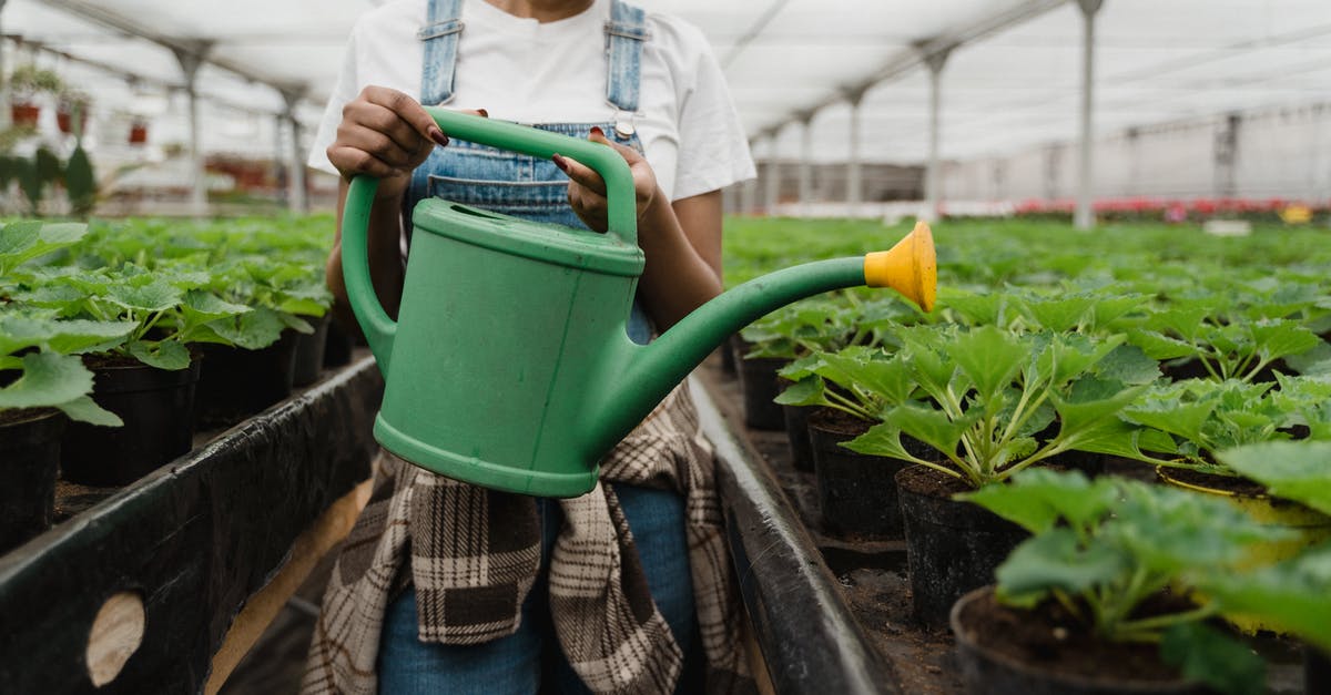 Can I substitute Fenugreek seeds for leaves? - A Girl Watering The Plants