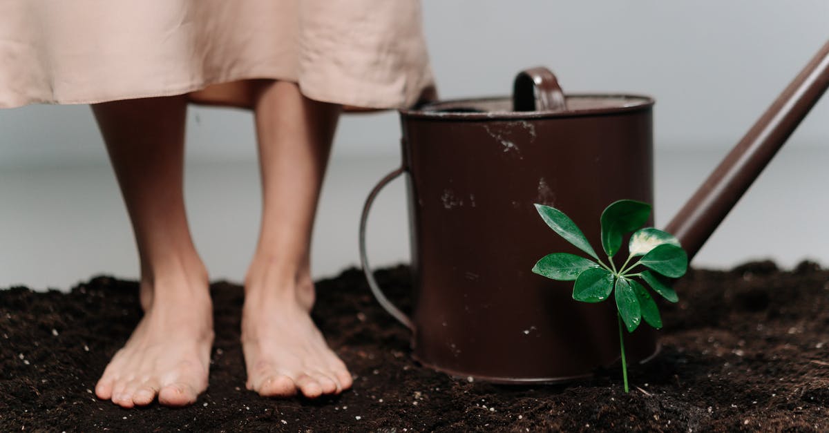 Can I use cow feet in pho broth - A Person Standing on a Soil Near the Plant and Watering Can