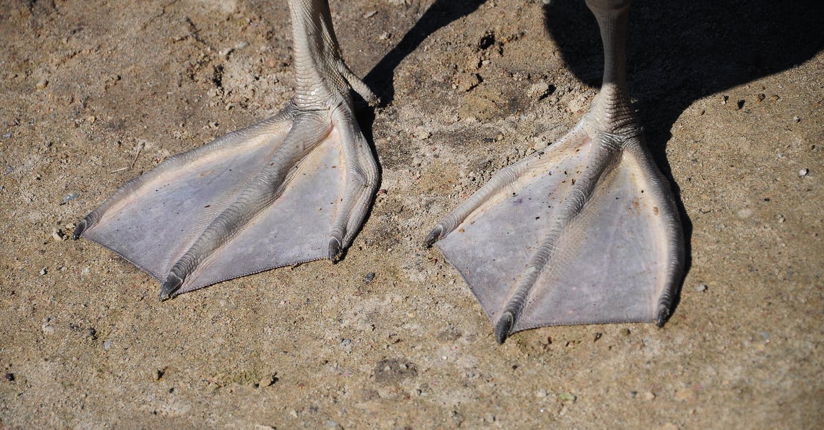 Can I use duck feet to make duck stock - Close-up Photo of Duck's Feet 