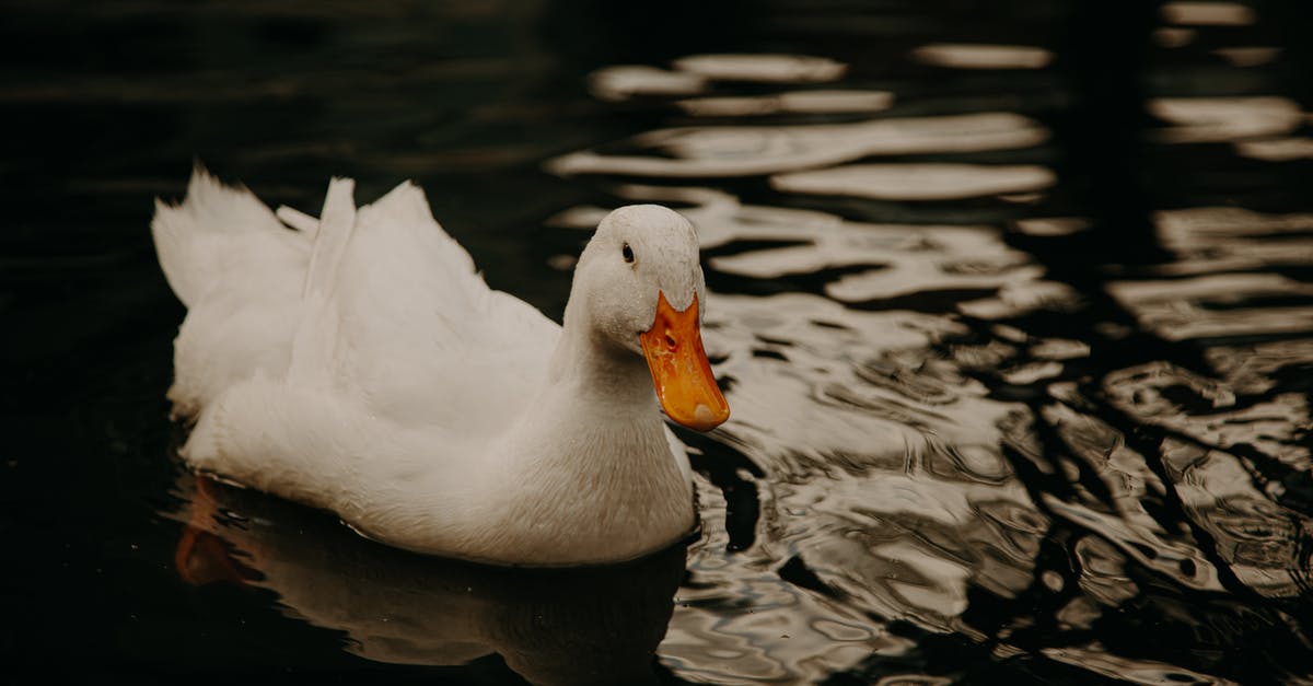 Can I use duck feet to make duck stock - White Swan on Water