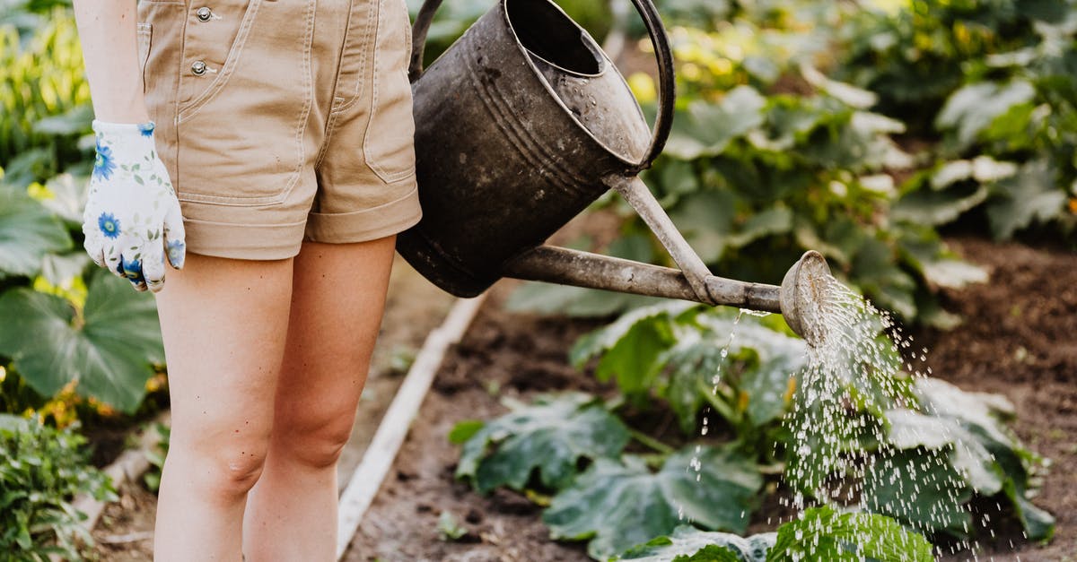 Can I use frozen vegetables in smoothies? - Person in Brown Shorts Watering The Plants