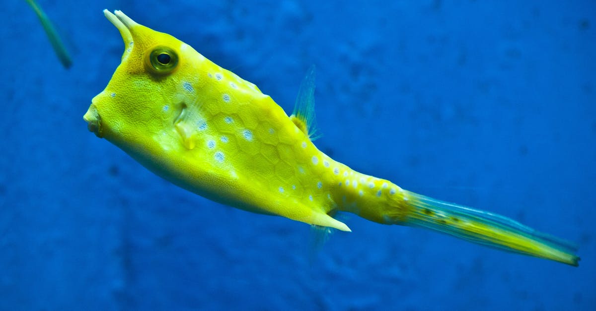 Can I use Yellow Croaker for fish and chips? - Green Amphibian