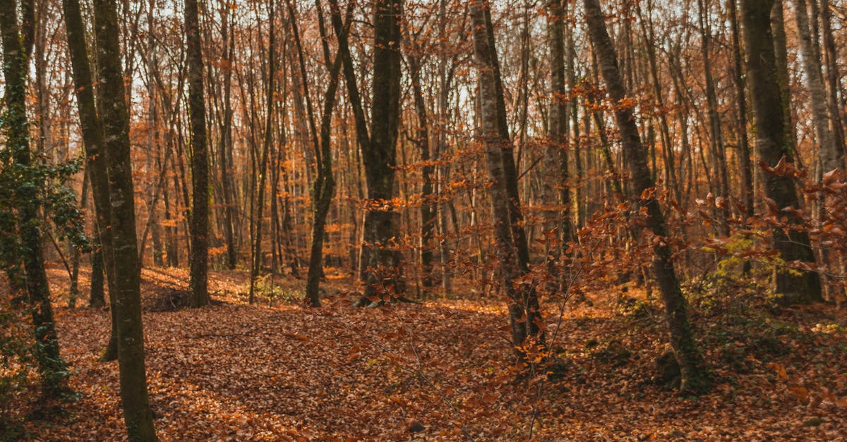 Can you dry out pickle brine to leave a seasoned salt? - Empty pathway covered with dry fallen leaves between tall trunks of trees in autumn woods