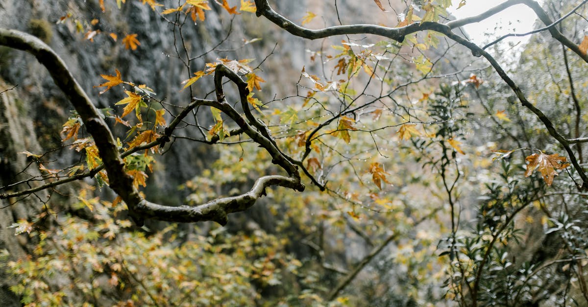 Can you dry out pickle brine to leave a seasoned salt? - Branches of tree with yellow leaves in autumn