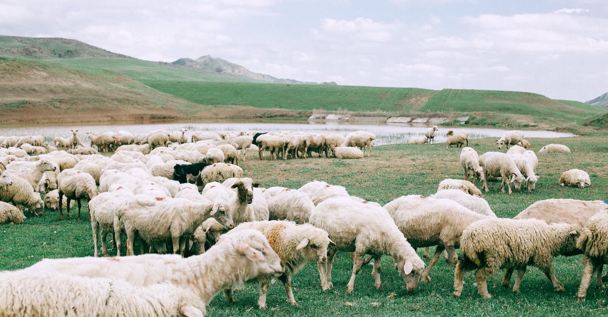 Can you eat lambs hooves? - Herd of sheep grazing on field