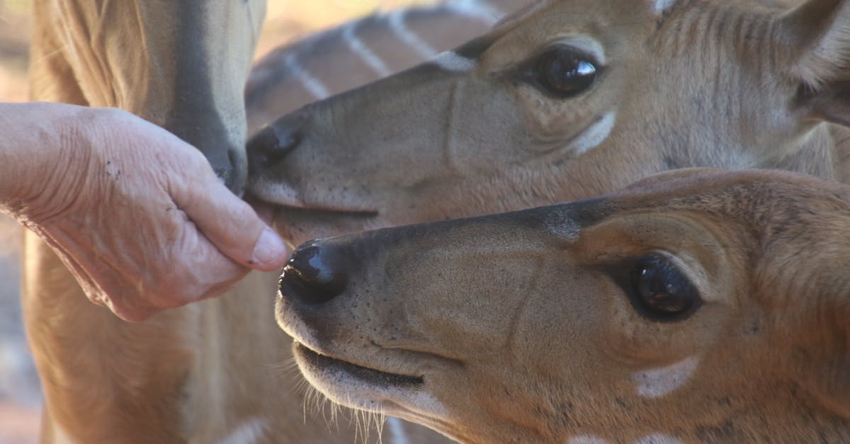 Can you eat the head and guts of anchovies? - Close-Up Photo of Person Feeding Brown Deer