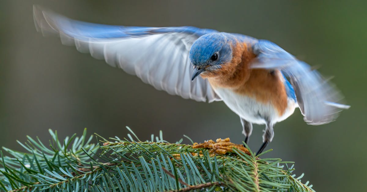 Can you start a recipe on low and finish on high in a slow cooker? - Colorful male specie of eastern bluebird starting flight