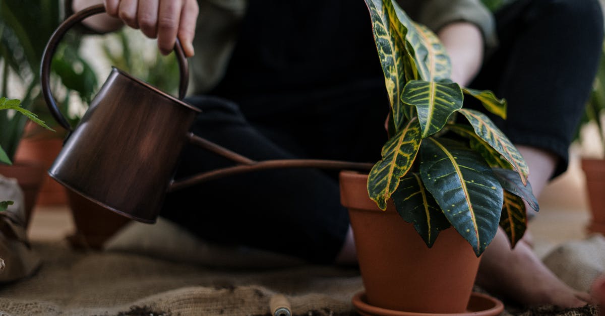 Canned yams vs. fresh - Person Watering a Potted Plant