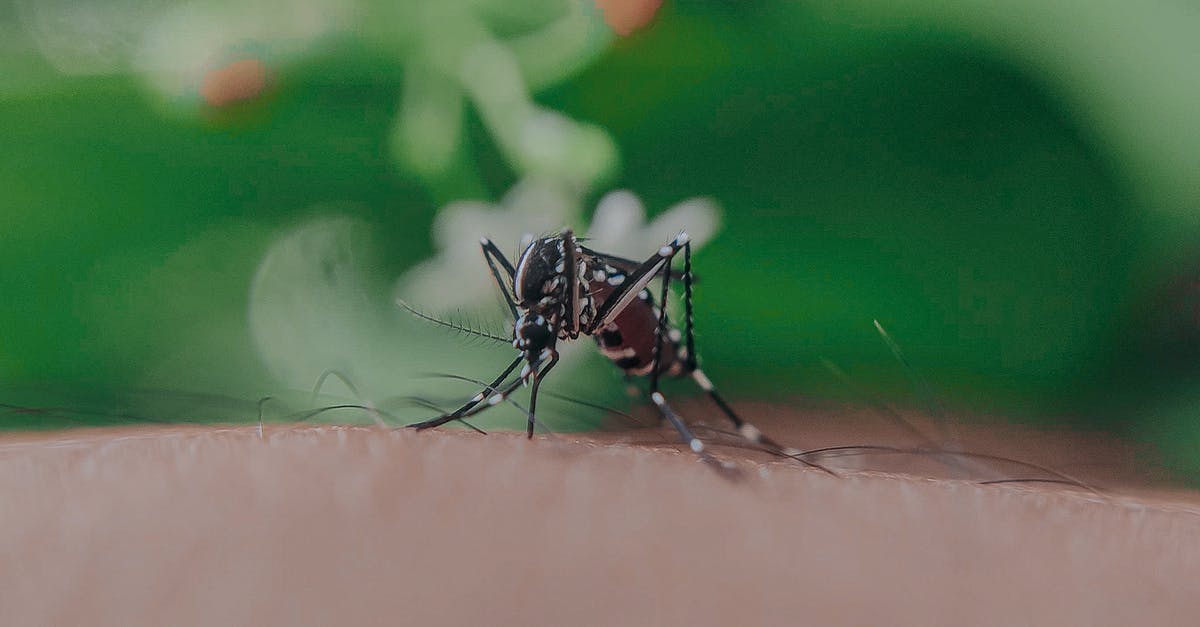 Carrots turning dark at heads, and on skin after chopping? - Closeup of spotted mosquito with thin legs and proboscis sucking blood on skin with hairs of faceless person