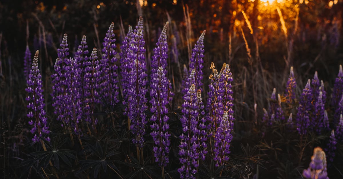 Characteristics of lupin and soy flours - Photo of Lupine Flowers